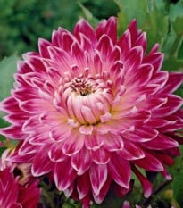 Jiřinka Vancouver - Dahlia - prodej cibulovin - 1 ks