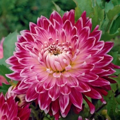 Jiřinka Vancouver - Dahlia - prodej cibulovin - 1 ks