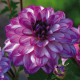 Jiřinka Seduction - Dahlia - prodej cibulovin - 1 ks