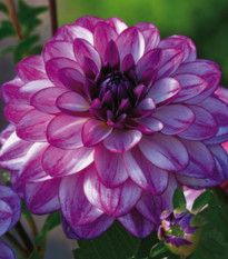 Jiřinka Seduction - Dahlia - prodej cibulovin - 1 ks