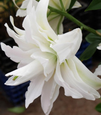 Lilie Roselily Sita - Lilium - prodej cibulovin - 1 ks