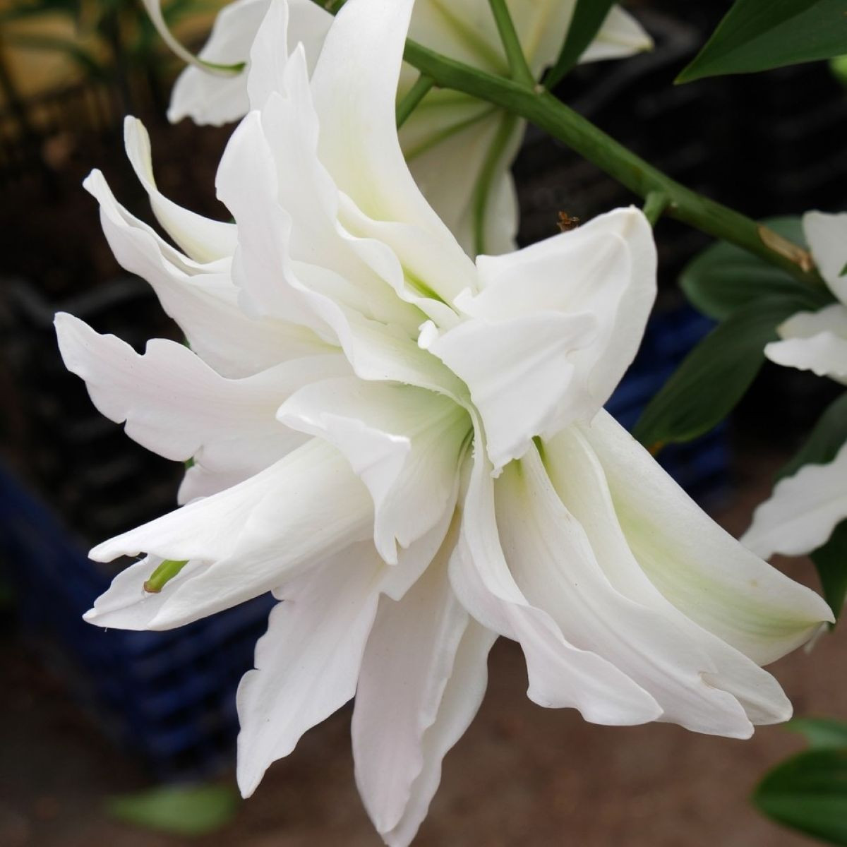 Lilie Roselily Sita - Lilium - prodej cibulovin - 1 ks