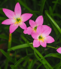 Dešťová lilie růžová - Zephyrantes candida - prodej cibulovin - 3 ks