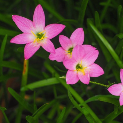 Dešťová lilie růžová - Zephyrantes candida - prodej cibulovin - 3 ks