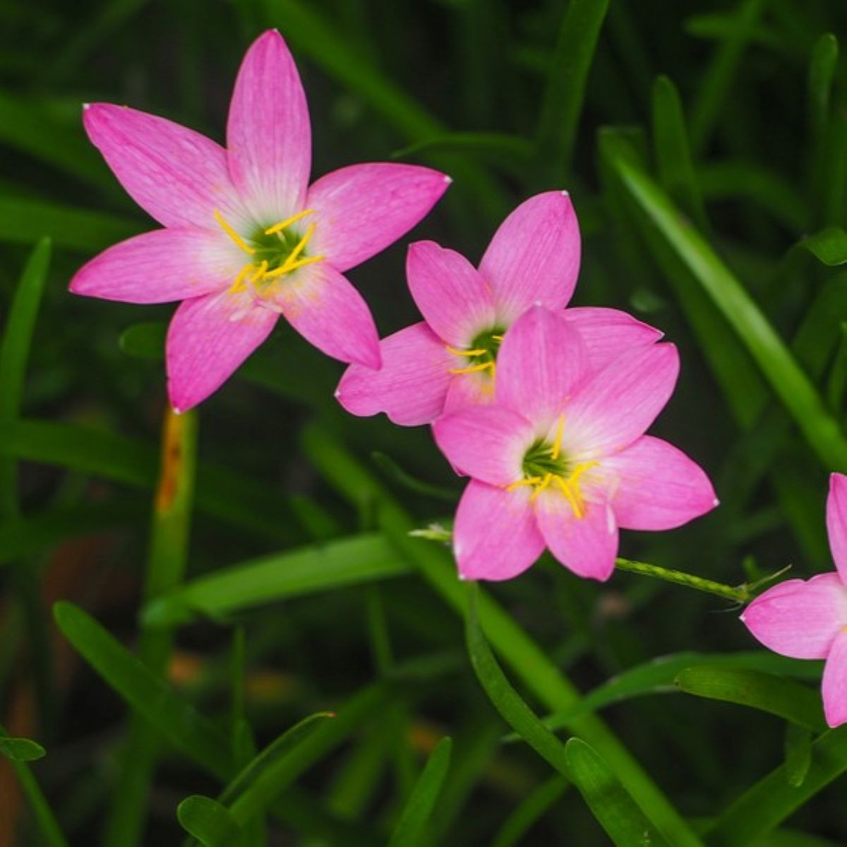 Dešťová lilie růžová - Zephyrantes candida - prodej cibulovin - 3 ks