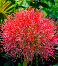 Krvokvět - Scadoxus multiflorus - prodej cibulovin - 1 ks