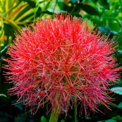 Krvokvět - Scadoxus multiflorus - prodej cibulovin - 1 ks