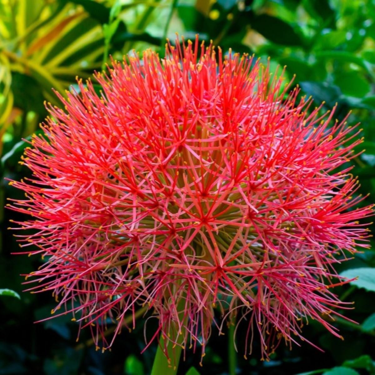 Krvokvět - Scadoxus multiflorus - prodej cibulovin - 1 ks