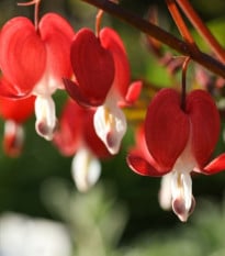 Srdcovka nádherná Valentine - Dicentra spectabilis - prodej cibulovin - 1 ks