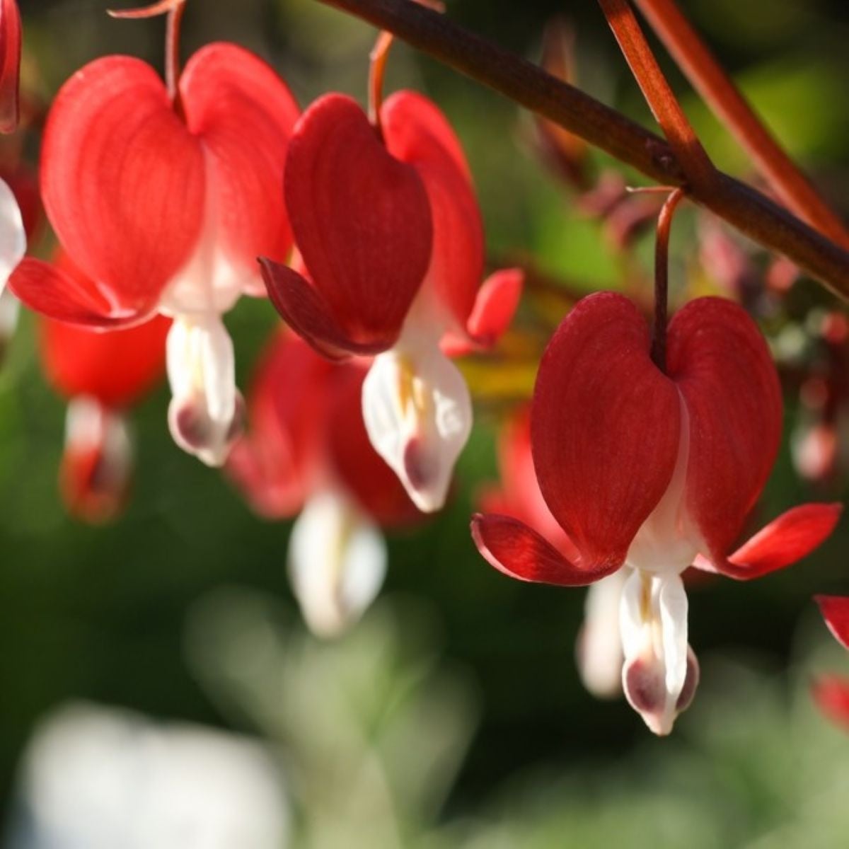 Srdcovka nádherná Valentine - Dicentra spectabilis - prodej cibulovin - 1 ks