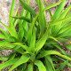 Juka - Yucca rupicola - prodej semen - 5 ks