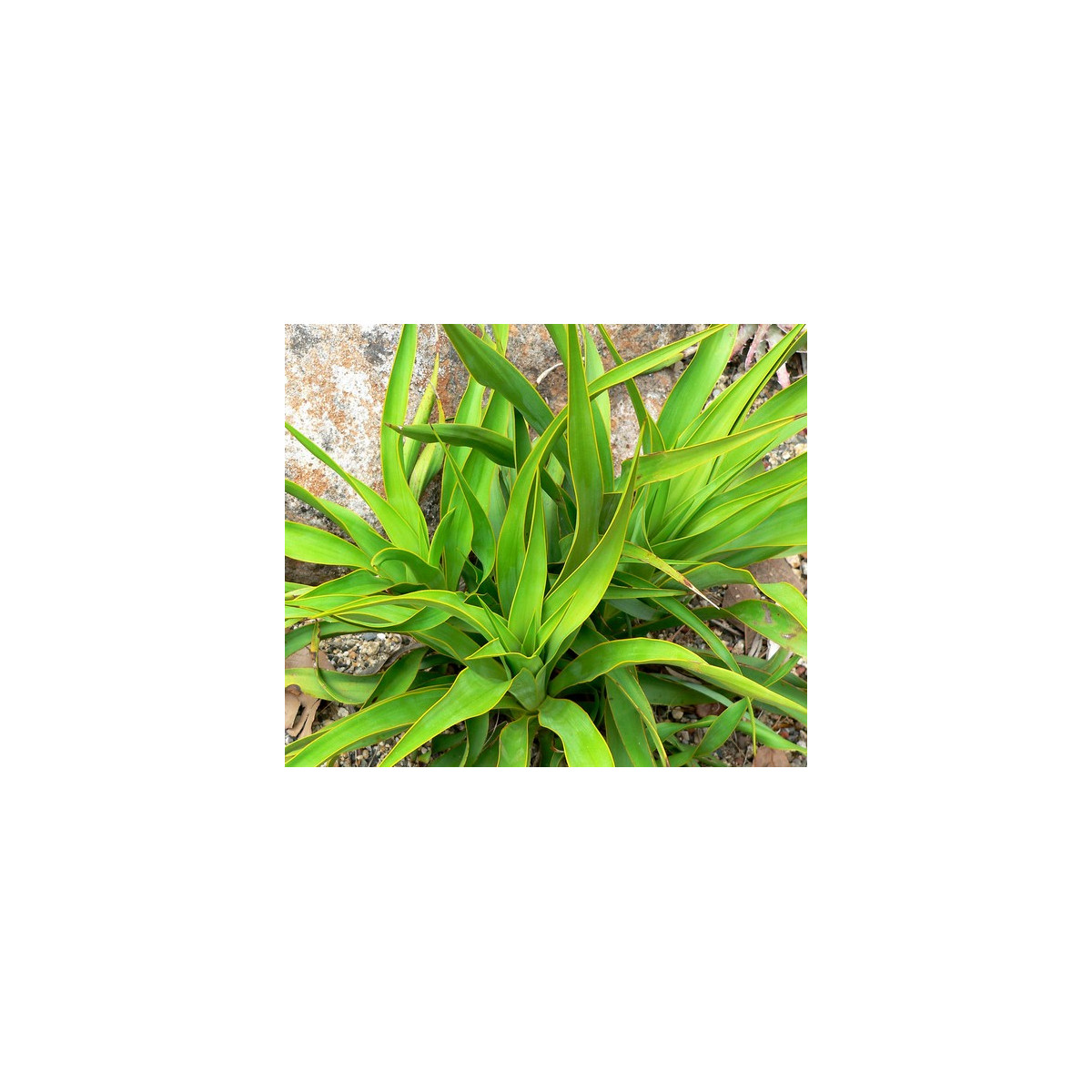 Juka - Yucca rupicola - prodej semen - 5 ks