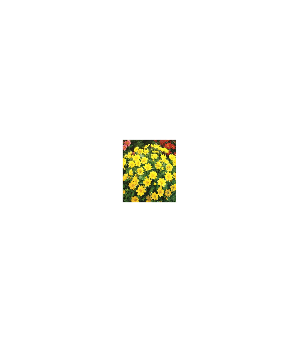 Jiřinka Topmix žlutá - Dahlia - prodej cibulovin - 1 ks