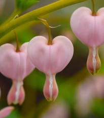 Srdcovka nádherná Cupid - Dicentra spectabilis - prodej cibulovin - 1 ks