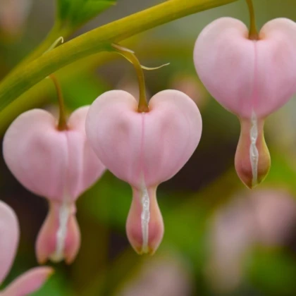 Srdcovka nádherná Cupid - Dicentra spectabilis - prodej cibulovin - 1 ks