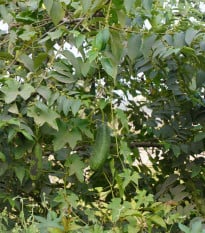 Okurka muškátová - Sicana odorifera - prodej semen - 6 ks