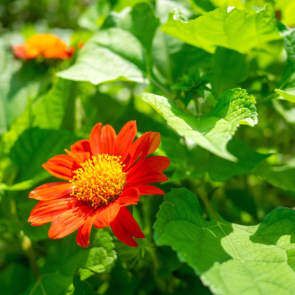 Titónie okrouhlolistá - Tithonia rotundifolia - prodej semen - 60 ks