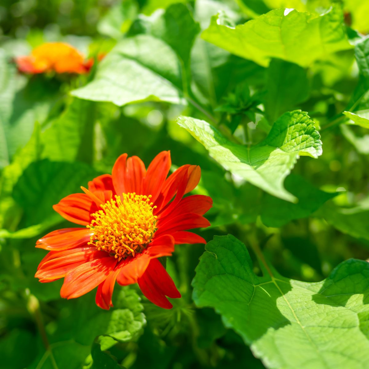 Titónie okrouhlolistá - Tithonia rotundifolia - prodej semen - 60 ks