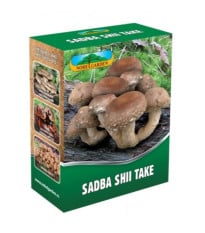 Shii take - Houževnatec jedlý - Lentinula edodes - sadba - prodej - 250 ml