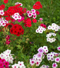 Plaménka Drummondova Tapestry - Phlox drum. - prodej semen - 180 ks
