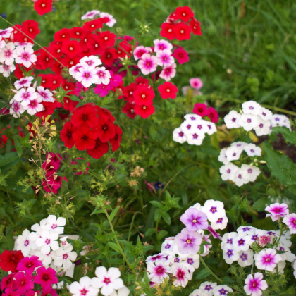 Plaménka Drummondova Tapestry - Phlox drum. - prodej semen - 180 ks