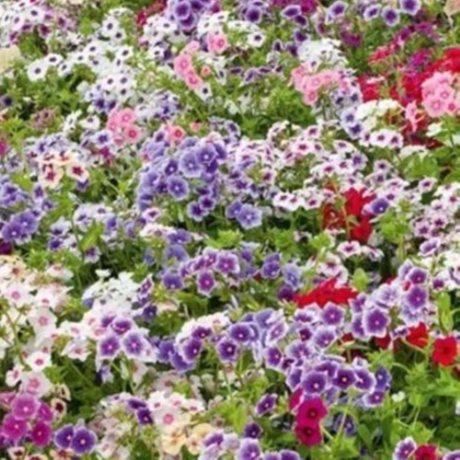 Plaménka Drummondova Tapestry - Phlox drum. - prodej semen - 180 ks