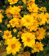 Krásnoočko velkokvěté Presto - Coreopsis grandiflora - prodej semen - 20 ks