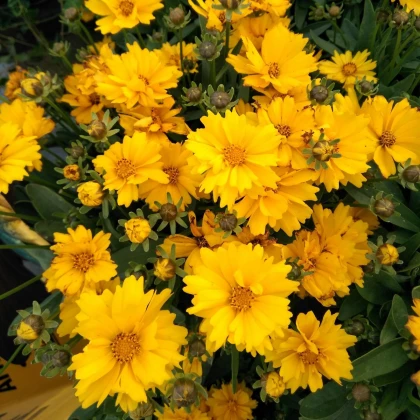 Krásnoočko velkokvěté Presto - Coreopsis grandiflora - prodej semen - 20 ks