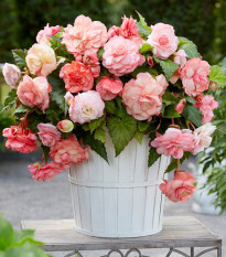 Begonie Flamenca - Begonia splendide - prodej cibulovin - 2 ks