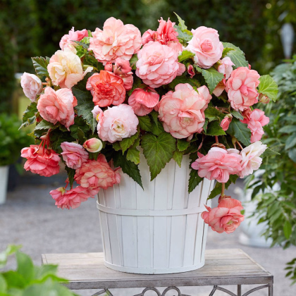 Begonie Flamenca - Begonia splendide - prodej cibulovin - 2 ks