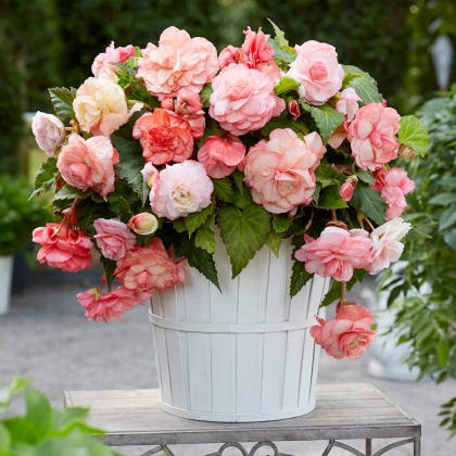 Begonie Flamenca - Begonia splendide - prodej cibulovin - 2 ks