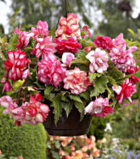 Begonie Pink Balcony - Begonia tuberhybrida - prodej cibulovin - 2 ks