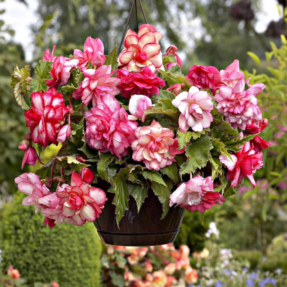 Begonie Pink Balcony - Begonia tuberhybrida - prodej cibulovin - 2 ks