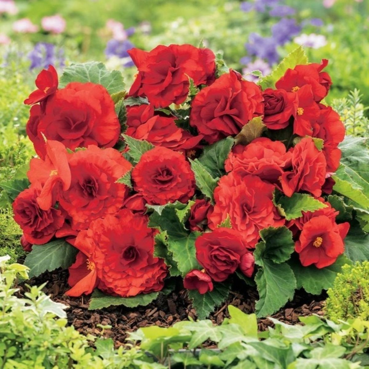 Begonie Nonstop červená - Begonia tuberhybrida - prodej cibulovin - 2 ks