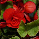 Begonie Nonstop červená - Begonia tuberhybrida - prodej cibulovin - 2 ks