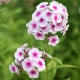 Plaménka Graf Zeppelin - Phlox - prodej prostokořenných sazenic - 1 ks