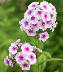 Plaménka Graf Zeppelin - Phlox - prodej prostokořenných sazenic - 1 ks