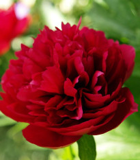 Pivoňka Red Sarah Bernhardt - Paeonia lactiflora - prodej cibulovin - 1 ks