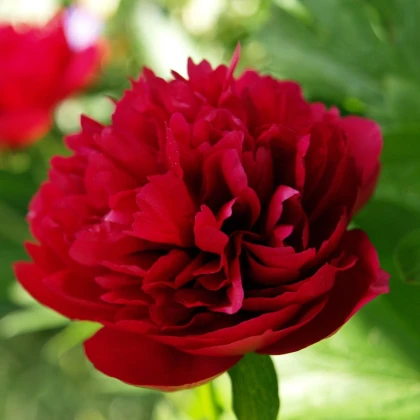 Pivoňka Red Sarah Bernhardt - Paeonia lactiflora - prodej cibulovin - 1 ks
