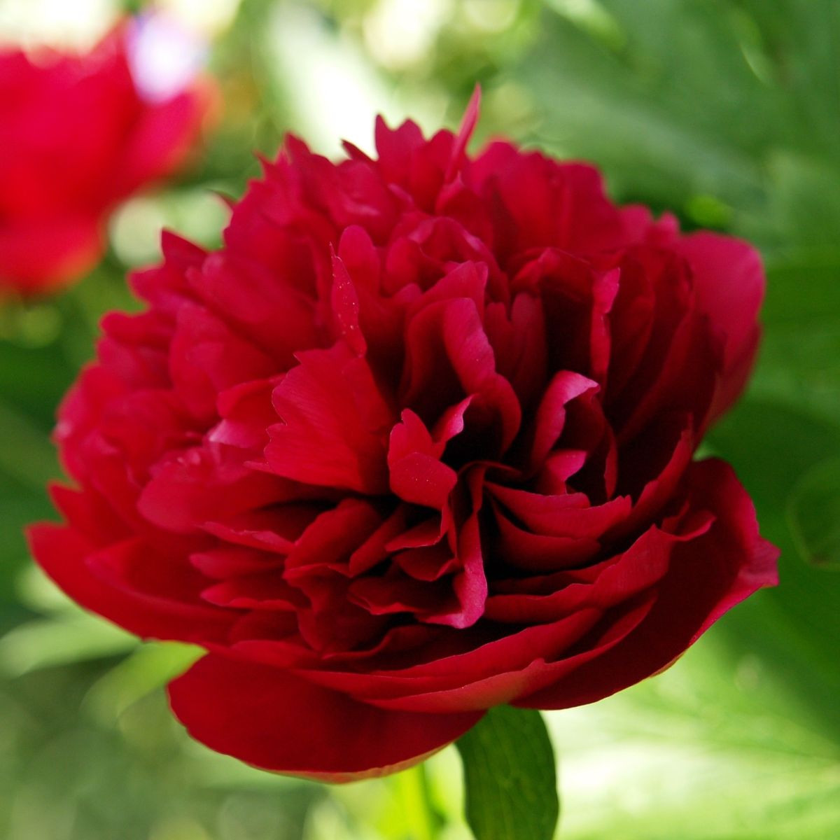Pivoňka Red Sarah Bernhardt - Paeonia lactiflora - prodej cibulovin - 1 ks
