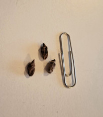 Ptačí orchidej - Habenaria radiata - prodej cibulovin - 1 ks