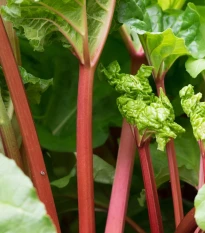 Rebarbora Valentine - Rheum rhabarbarum - prodej prostokořenných sazenic - 1 ks