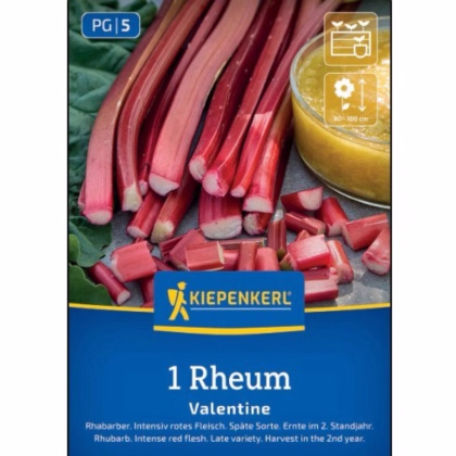 Rebarbora Valentine - Rheum rhabarbarum - prodej prostokořenných sazenic - 1 ks