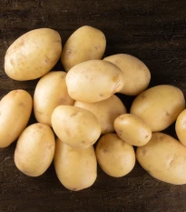 BIO sadbové brambory Afra - Solanum tuberosum - prodej bio sadby - 10 ks