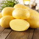 BIO sadbové brambory Agria - Solanum tuberosum - prodej bio sadby - 10 ks