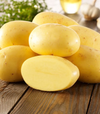 BIO sadbové brambory Agria - Solanum tuberosum - prodej bio sadby - 10 ks