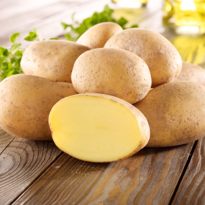 Sadbové brambory Gunda - Solanum tuberosum - prodej sadby - 10 ks