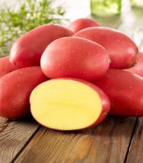 Sadbové brambory Laura - Solanum tuberosum - prodej sadby - 10 ks