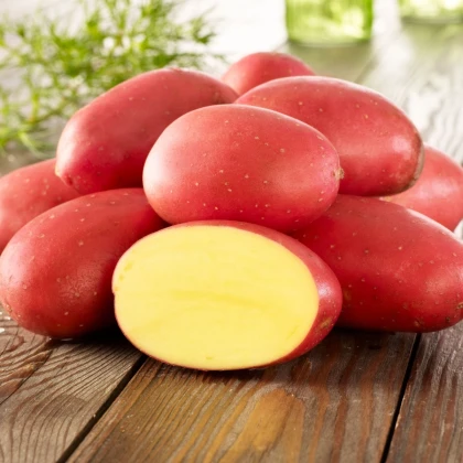 Sadbové brambory Laura - Solanum tuberosum - prodej sadby - 10 ks