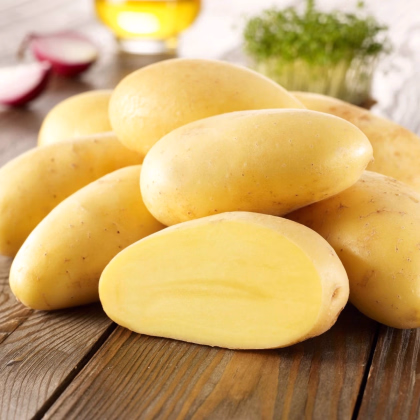 Sadbové brambory Cilena - Solanum tuberosum - prodej sadby - 10 ks